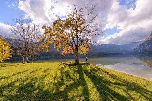 peaceful park scene