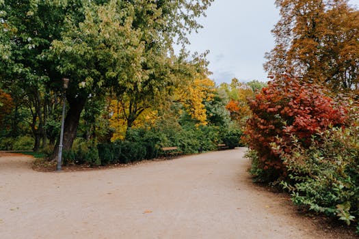 calm park with trees and benches