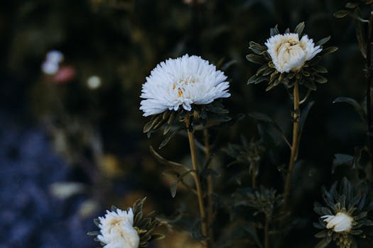 tranquil park with blooming flowers