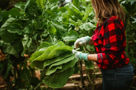 community garden with fresh produce