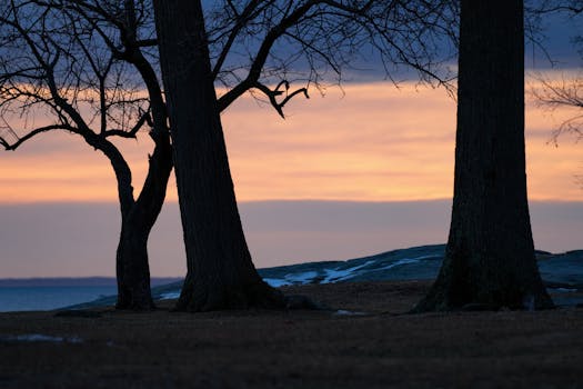 peaceful park with trees